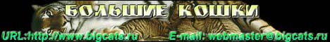 BIGCATS.RU -    !