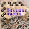 BIGCATS.RU -    !