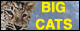 BIGCATS.RU - ������ � ������� ������!